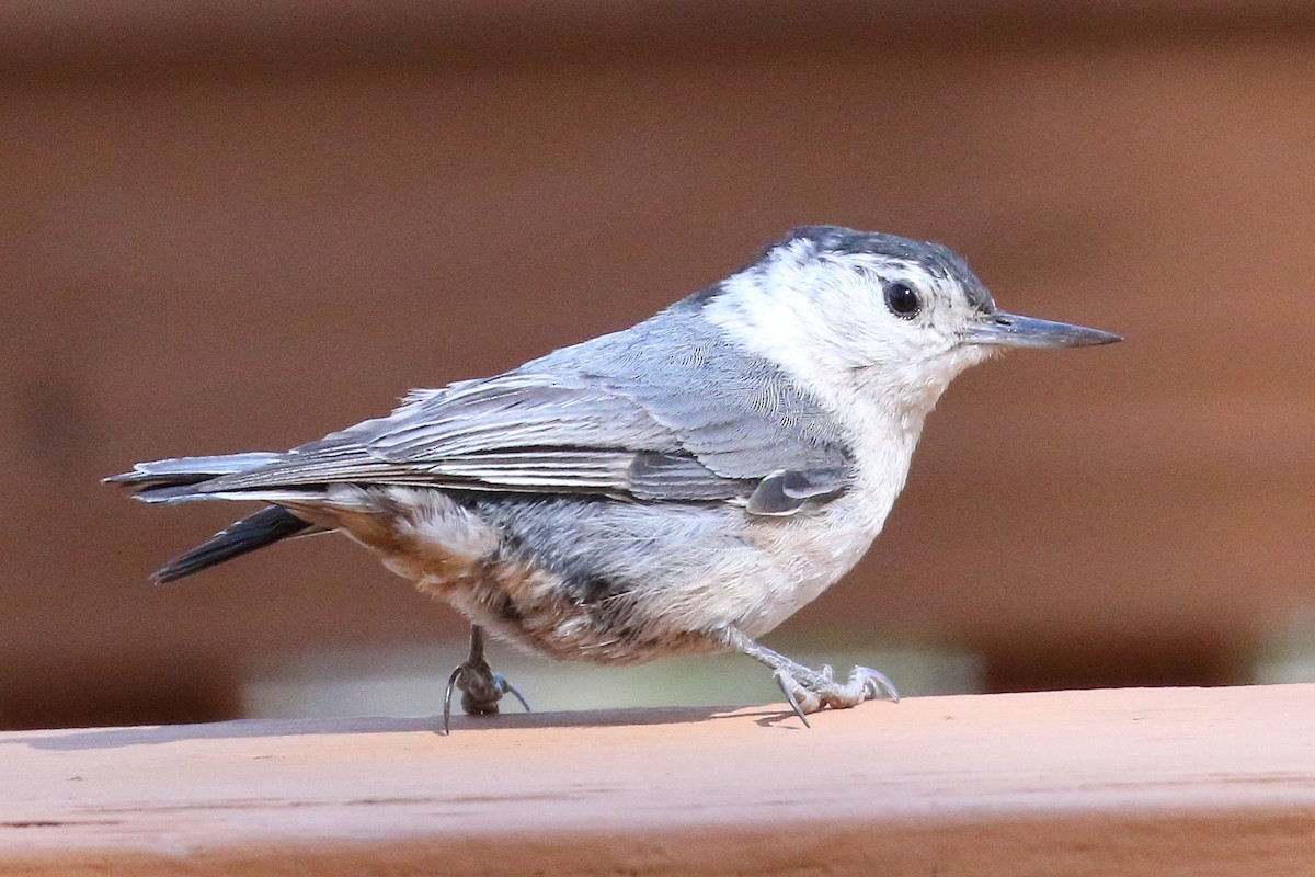 White-breasted Nuthatch - ML459547731