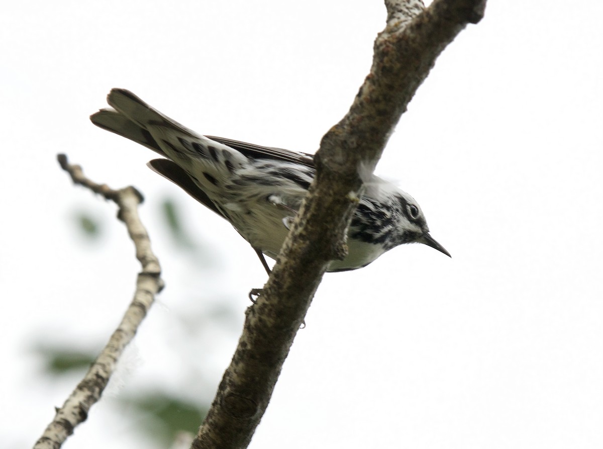 Black-and-white Warbler - ML459548021