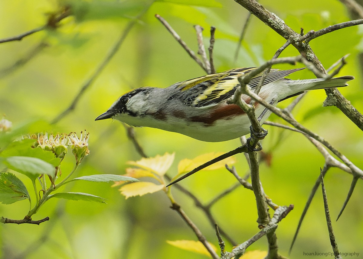 Chestnut-sided Warbler - ML459548041