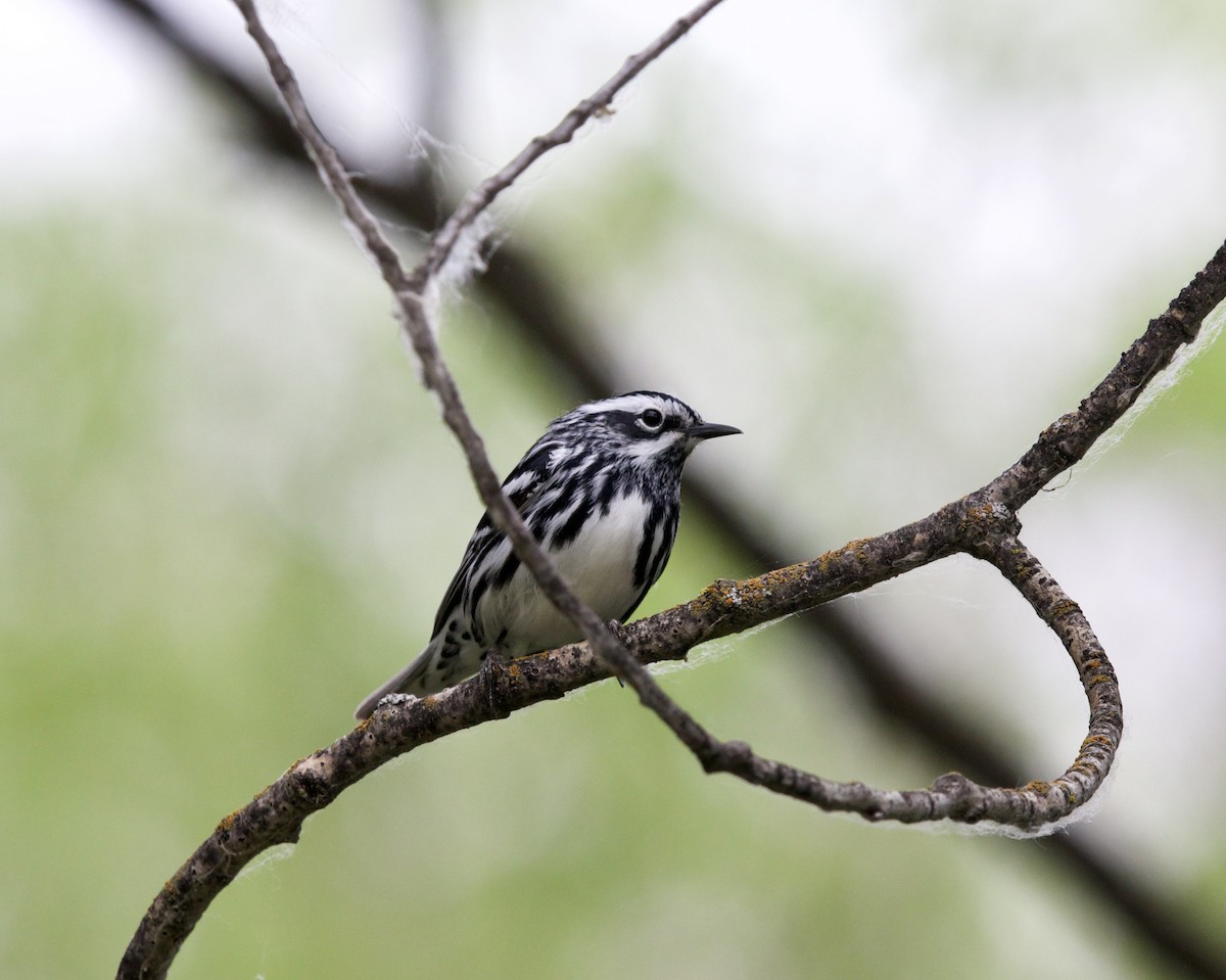 Black-and-white Warbler - ML459548101