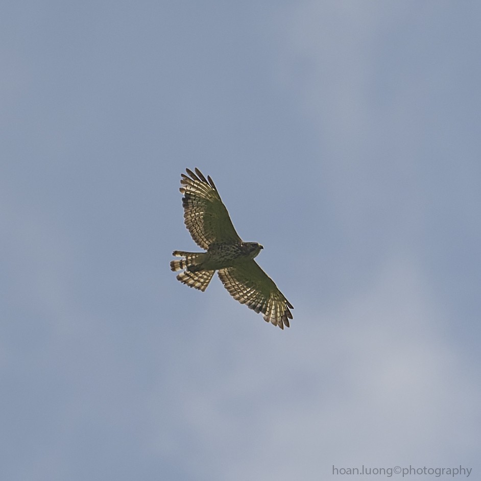 Broad-winged Hawk - ML459550201