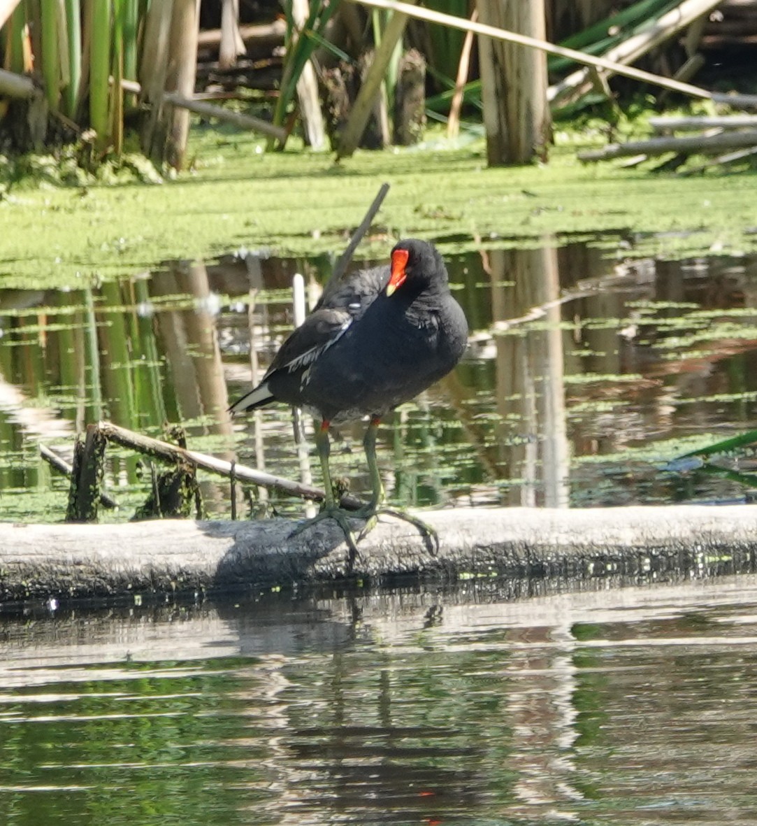 Common Gallinule - ML459551601