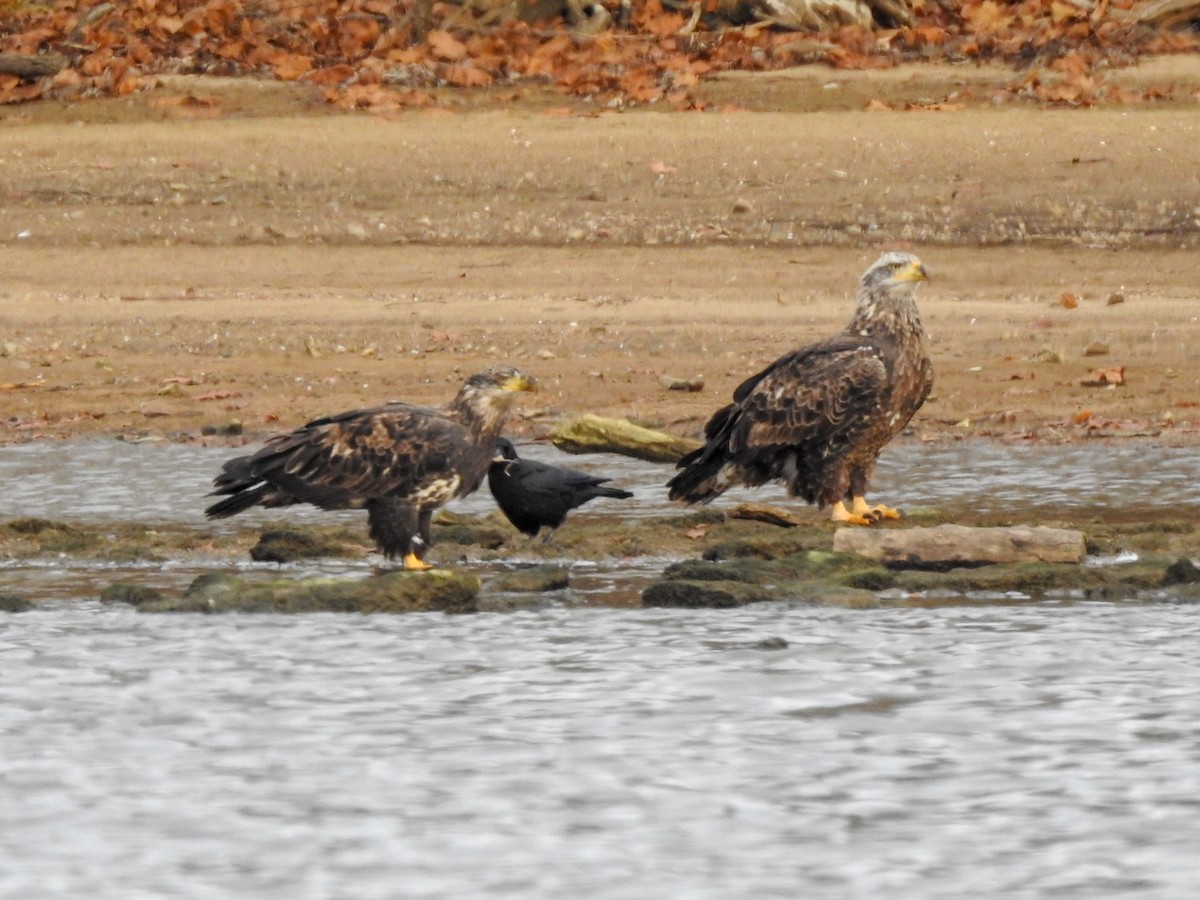 Bald Eagle - ML459551761