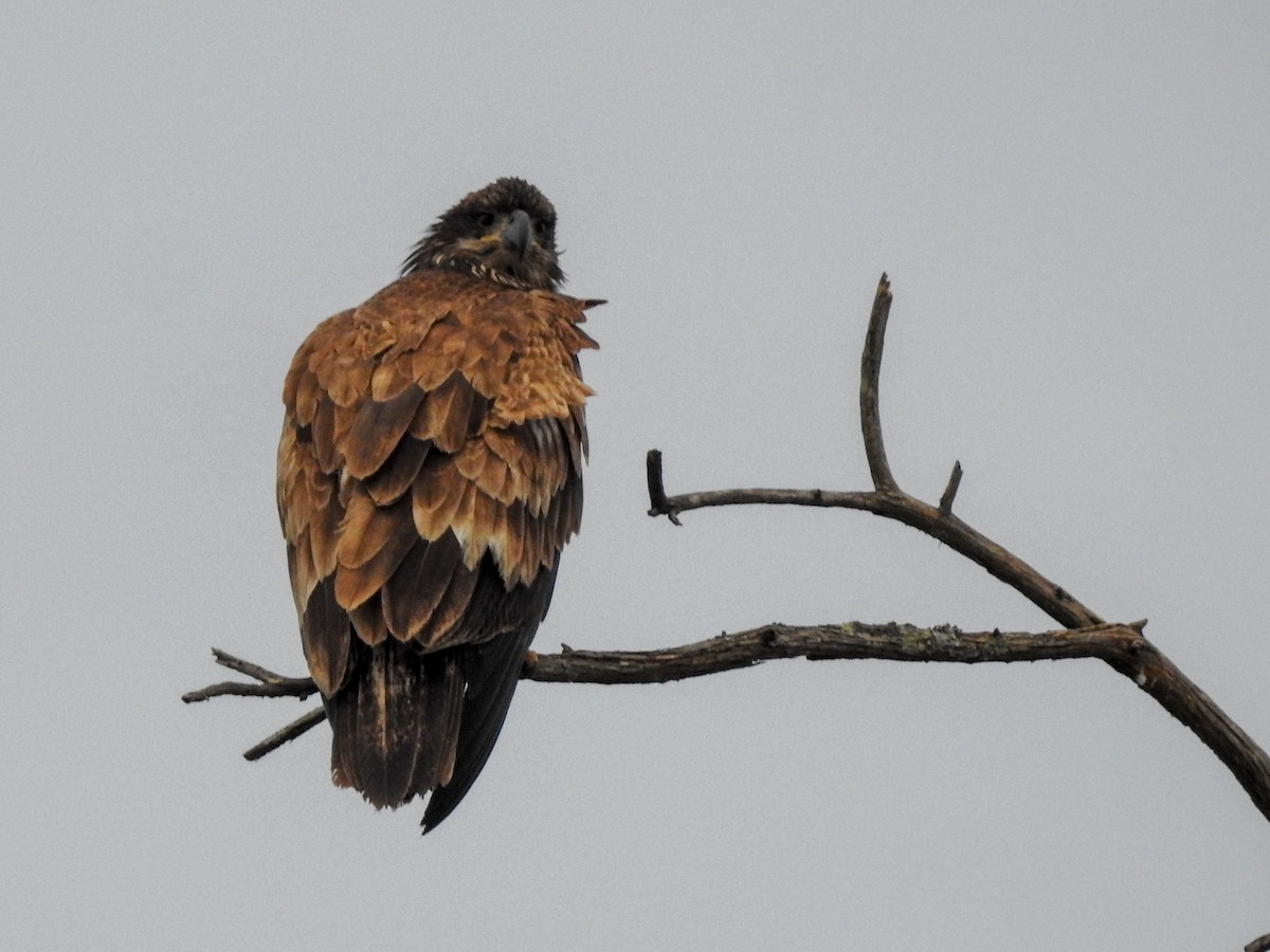 Bald Eagle - ML459551781