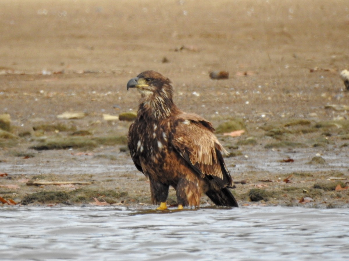 Bald Eagle - ML459551921