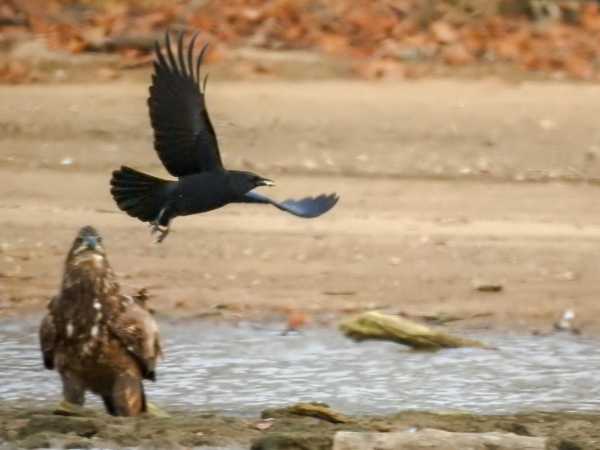 American Crow - ML459552031