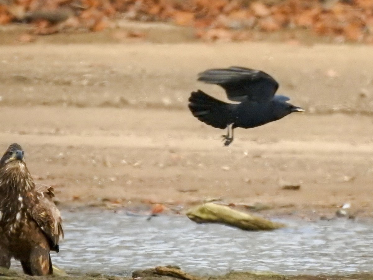 American Crow - ML459552041