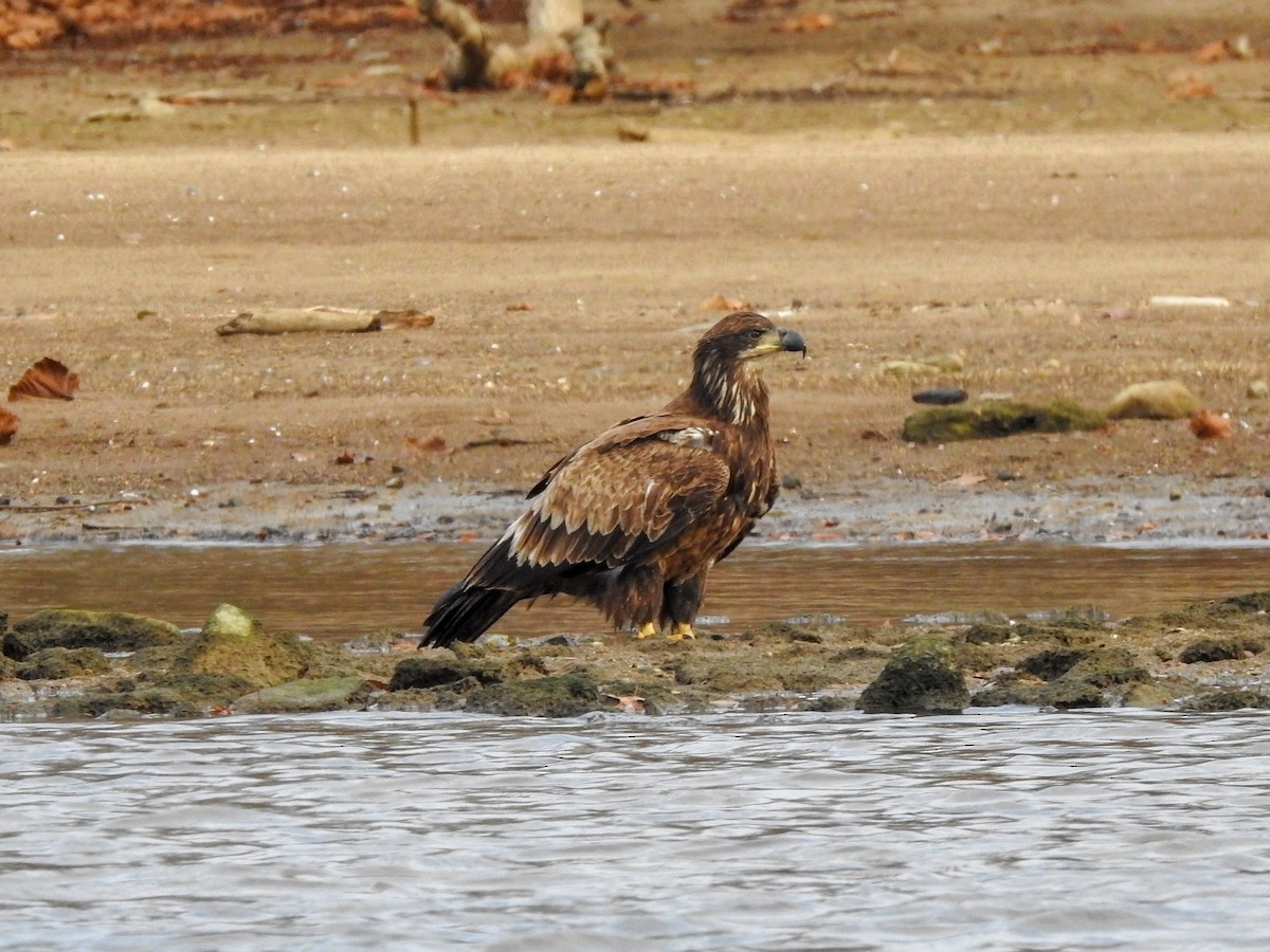 Bald Eagle - ML459552091