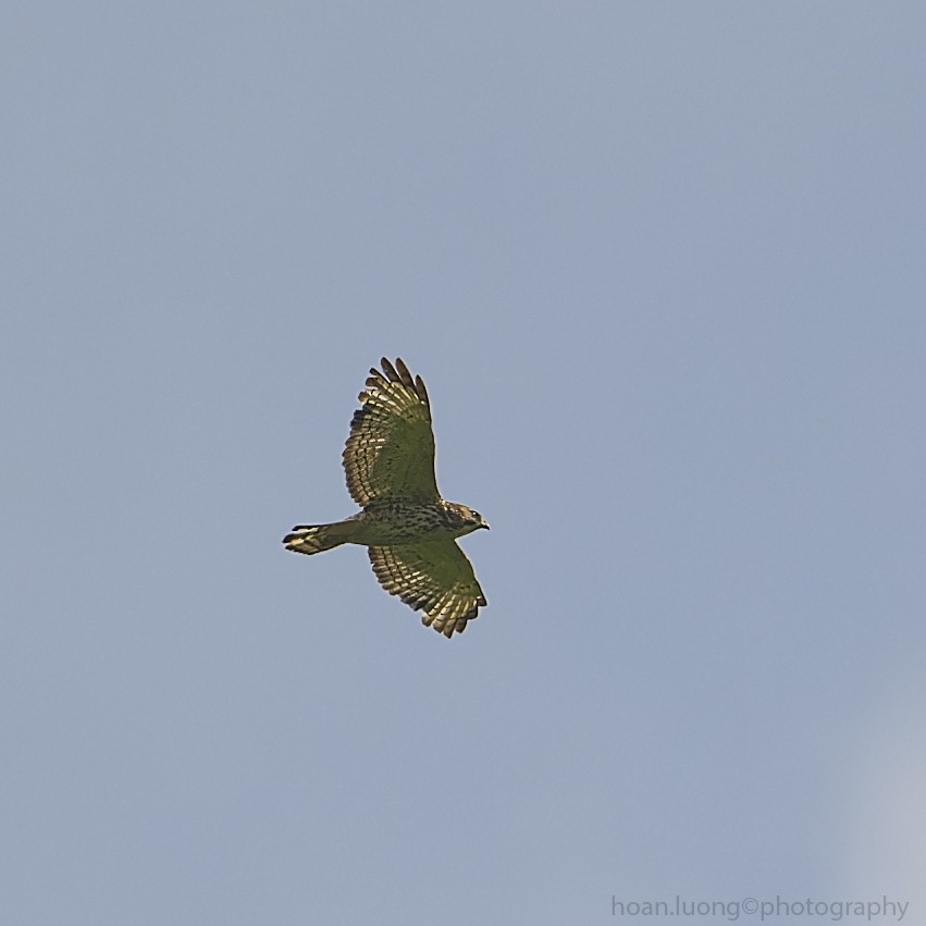 Broad-winged Hawk - ML459552251