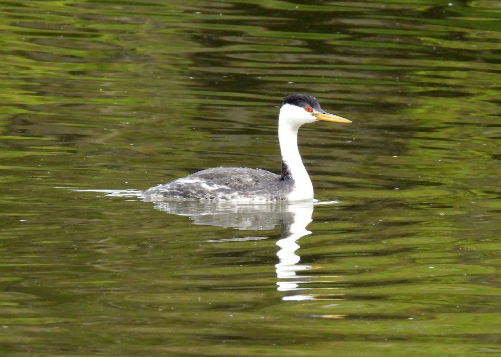 Clark's Grebe - Kim Nelson