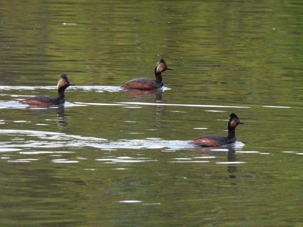 Eared Grebe - ML459553061