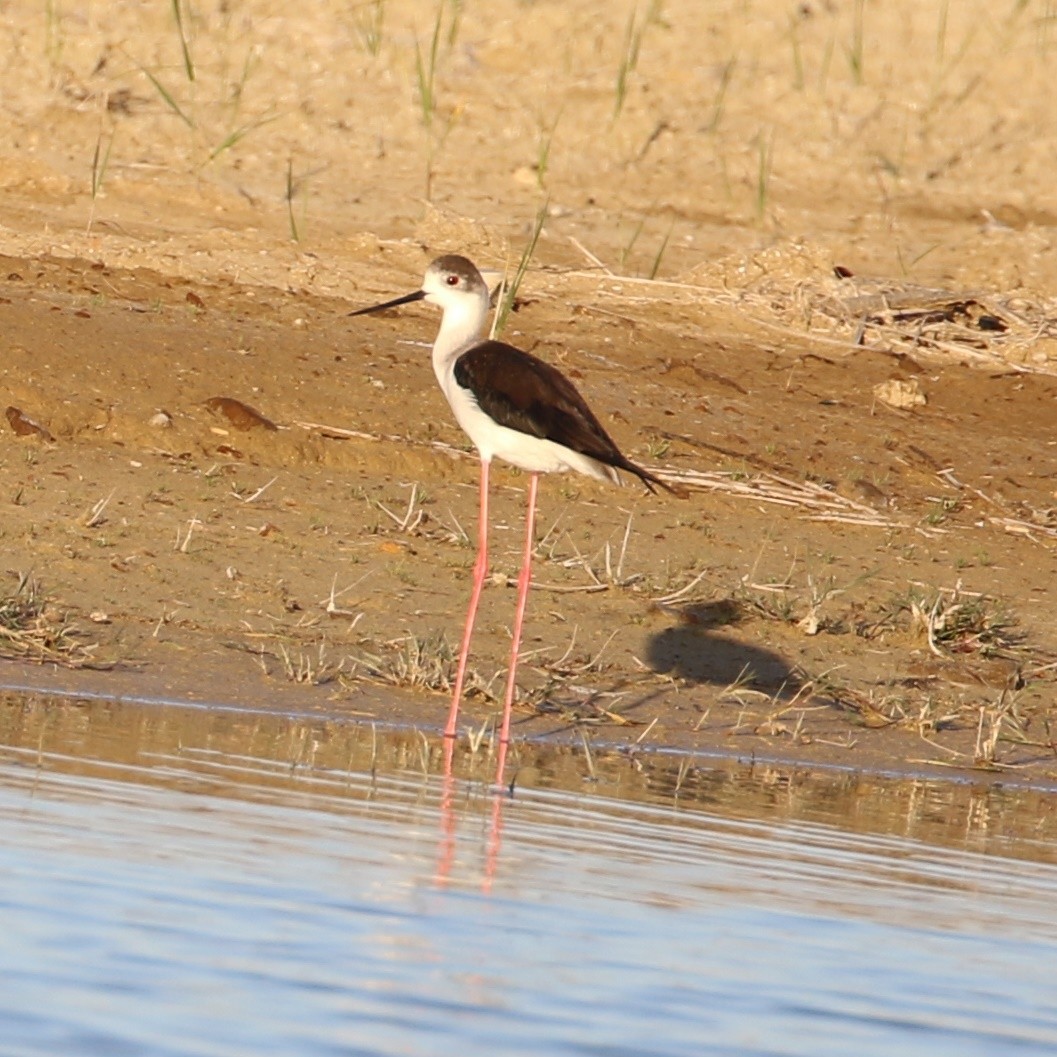 Black-winged Stilt - ML459553151