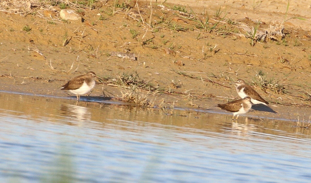 Common Sandpiper - ML459553311