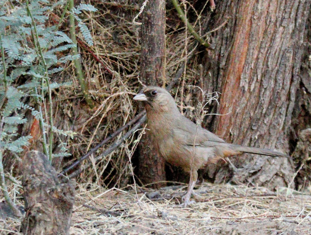 Abert's Towhee - ML459553541