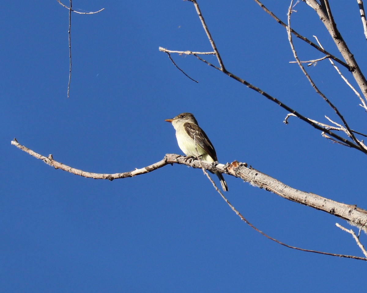 Willow Flycatcher - ML459553841