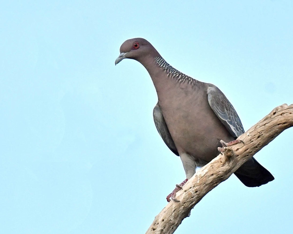 Picazuro Pigeon - Tini & Jacob Wijpkema