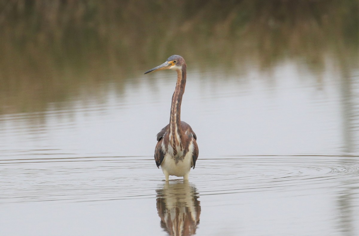 サンショクサギ - ML459554071