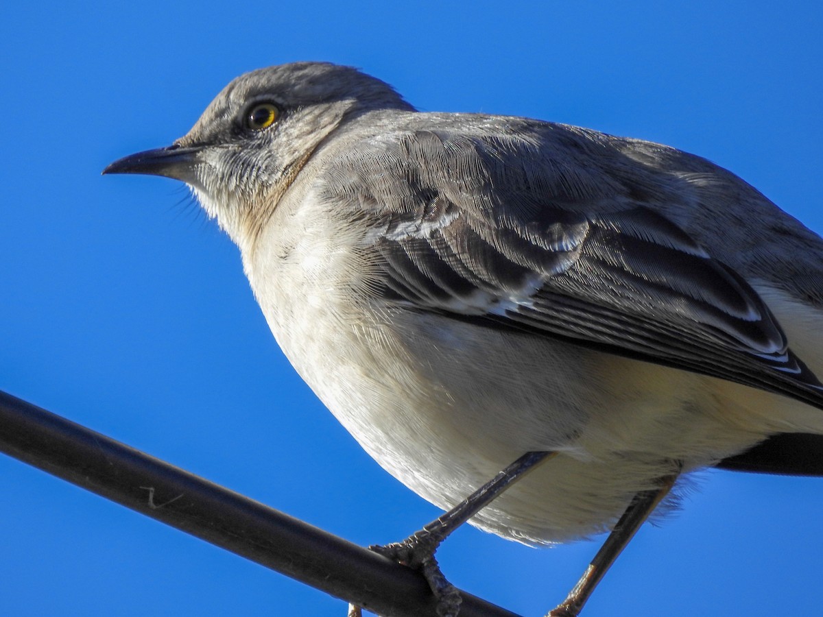 Northern Mockingbird - ML459554221