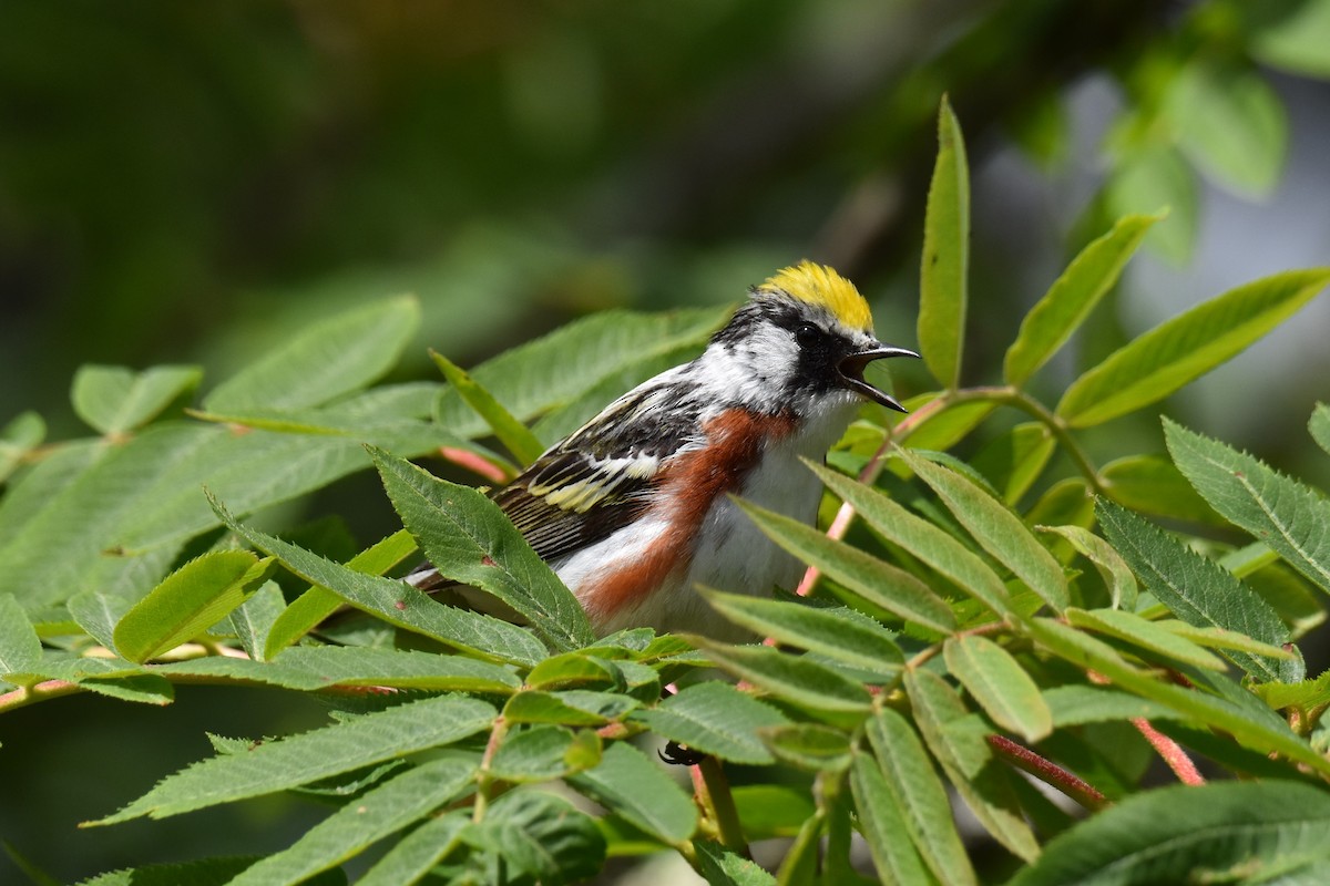 Chestnut-sided Warbler - ML459554251