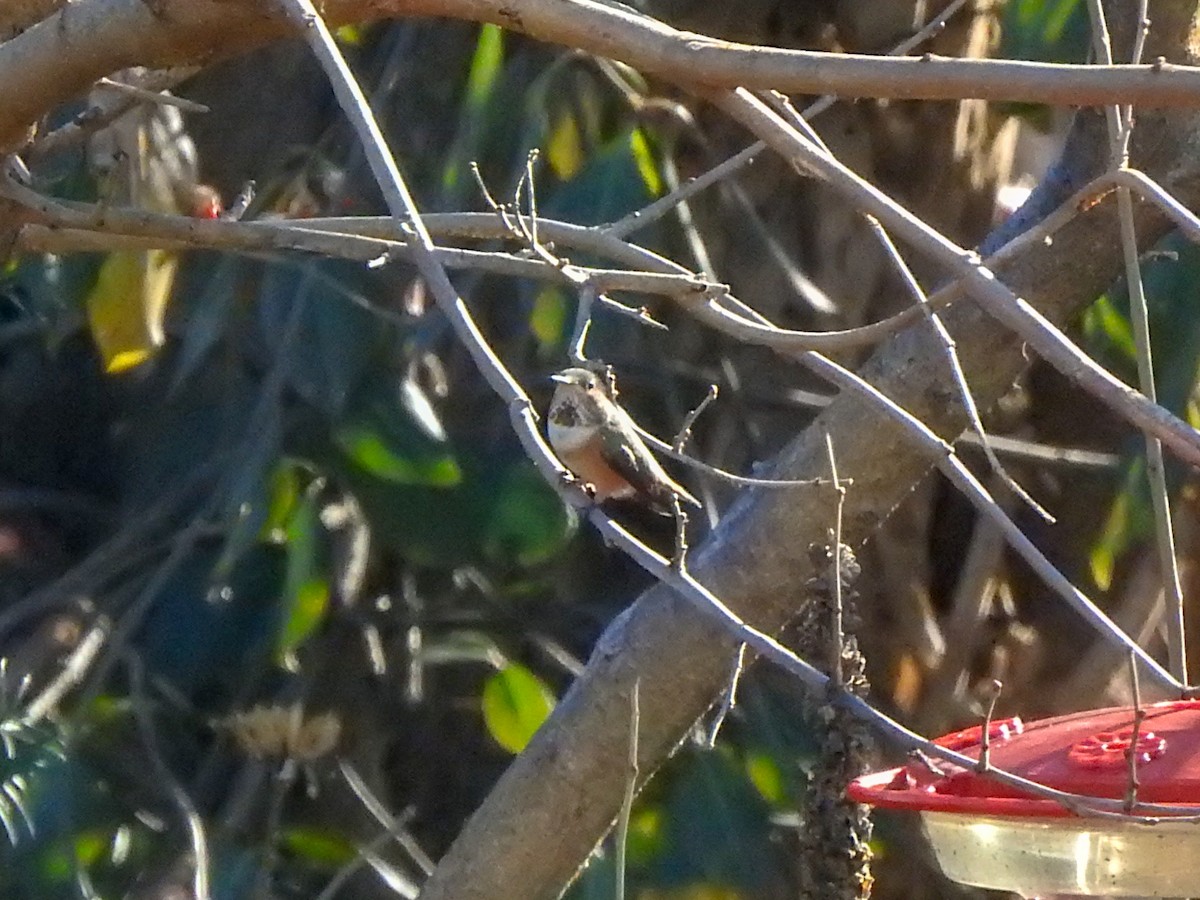 Allen's Hummingbird - ML459554791