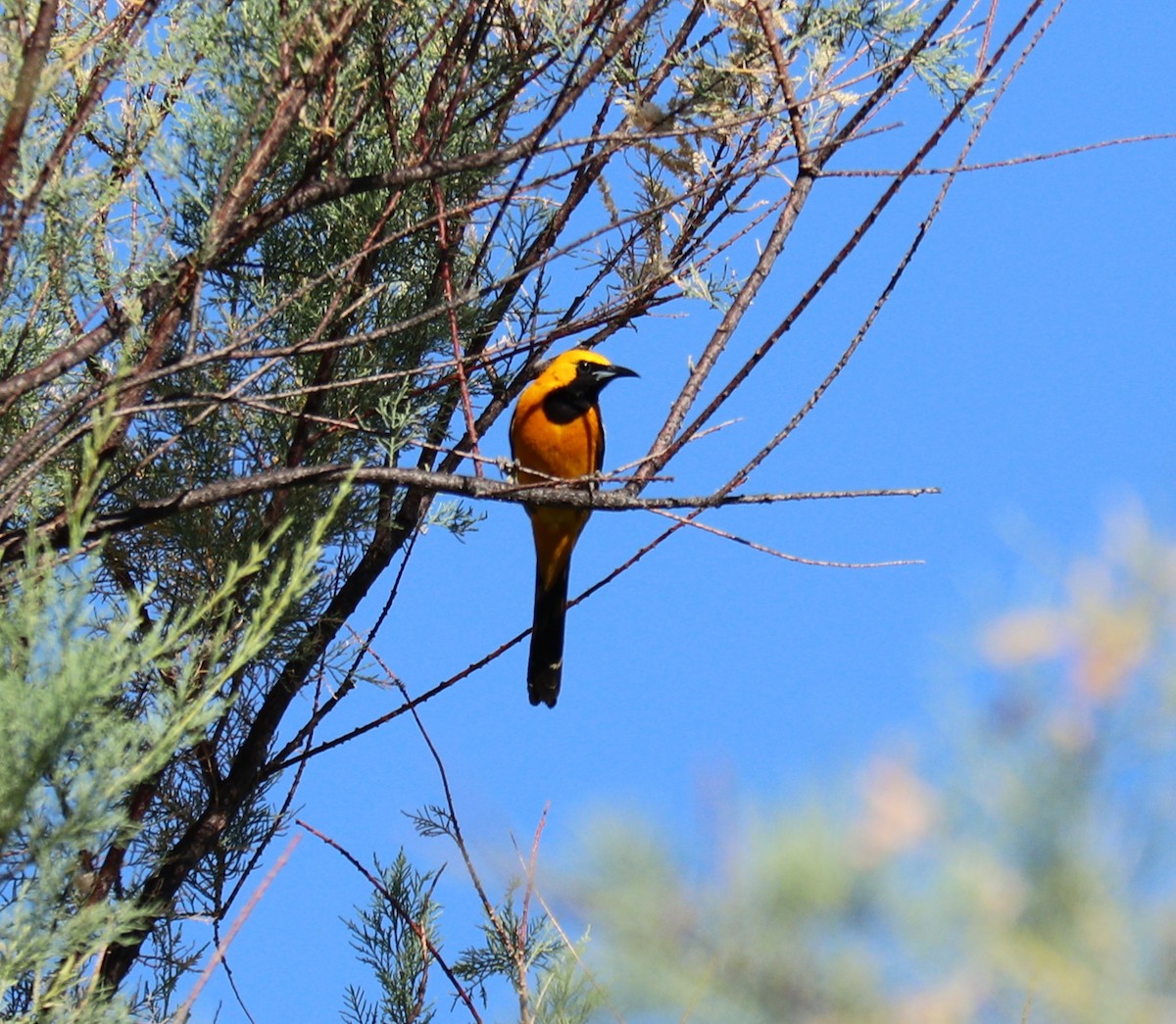 Hooded Oriole - ML459554891