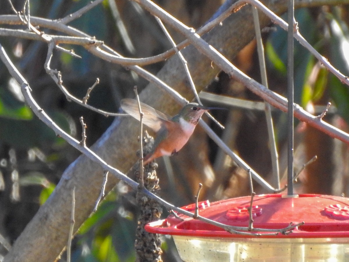 Allen's Hummingbird - ML459554941