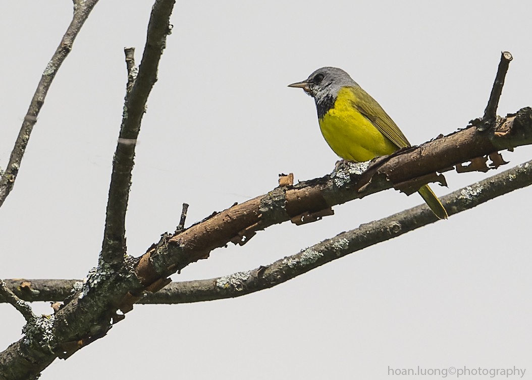 Mourning Warbler - ML459555091