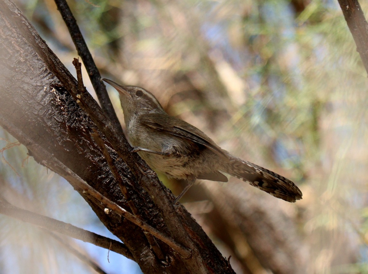 Bewick's Wren - ML459555711