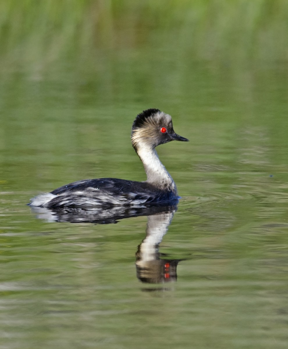 Silvery Grebe (Patagonian) - ML45955591