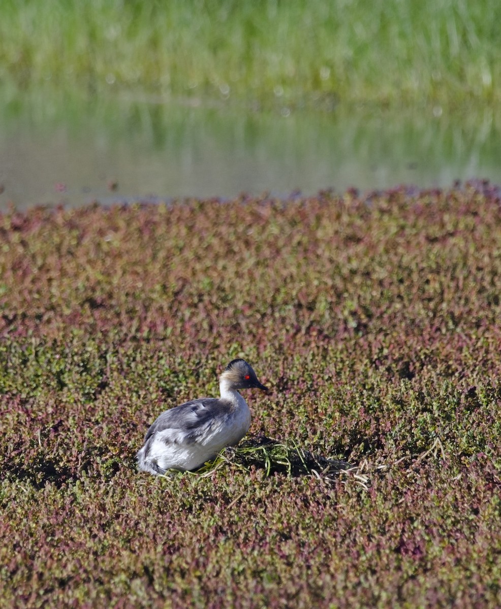 potápka stříbřitá (ssp. occipitalis) - ML45955601