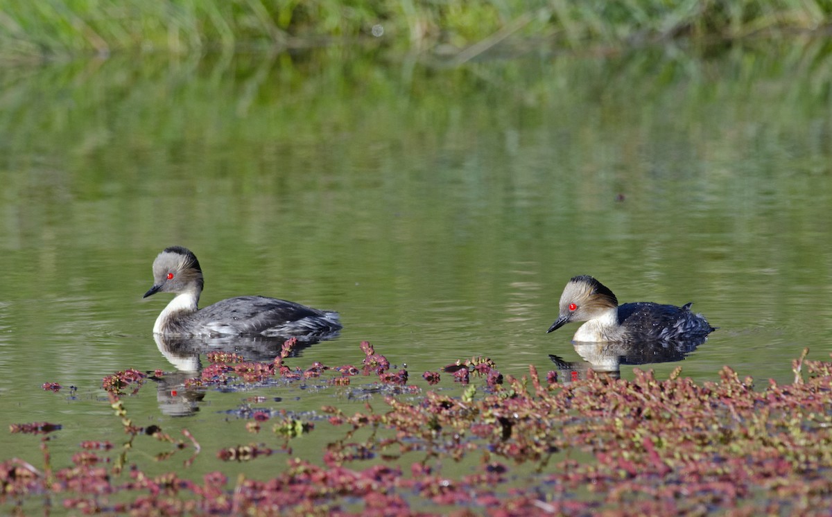 Silvery Grebe (Patagonian) - ML45955621