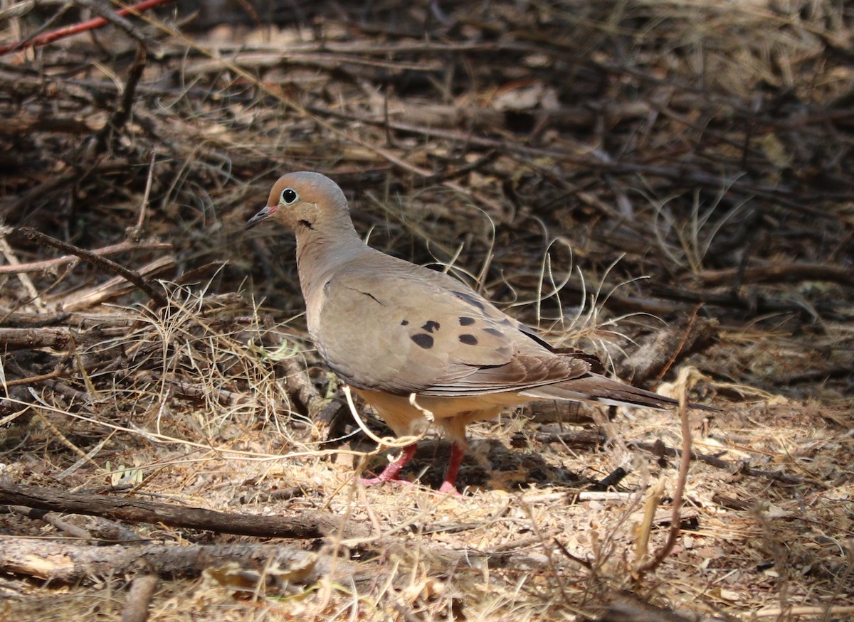 Mourning Dove - ML459556571