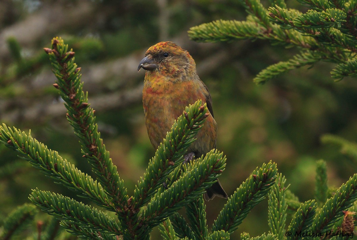 Red Crossbill (Newfoundland or type 8) - Melissa Hafting