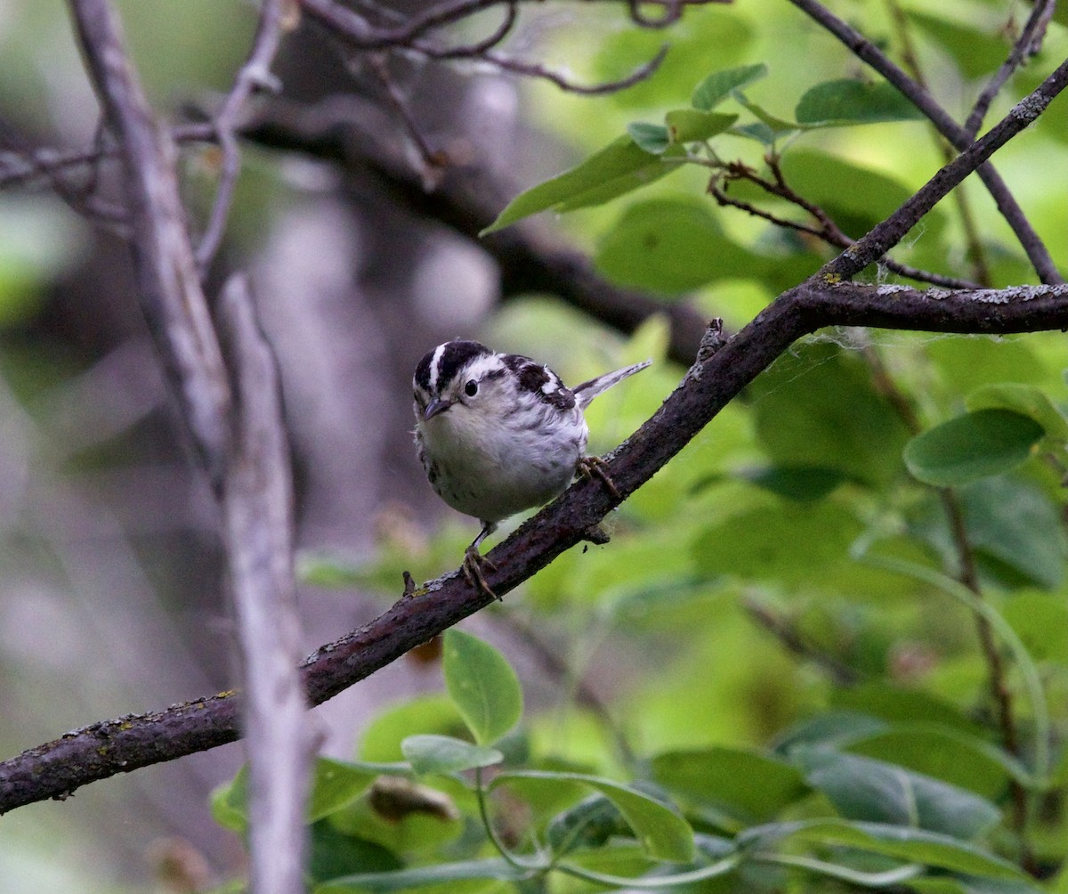Black-and-white Warbler - ML459557881