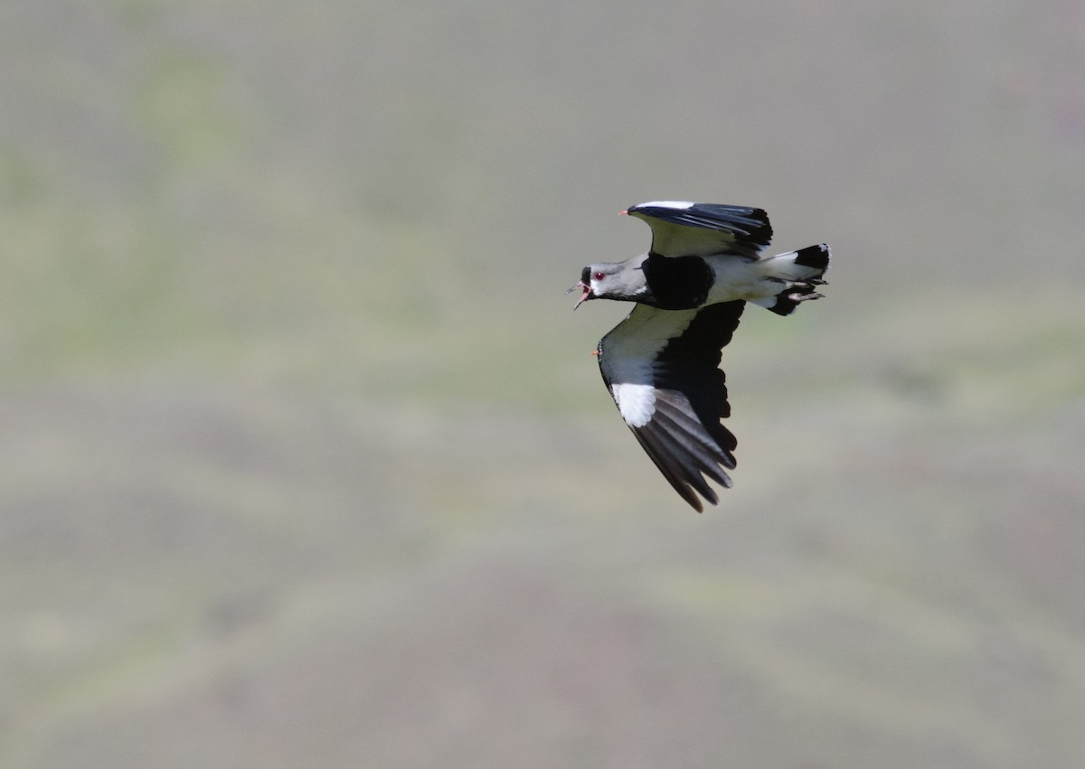 Southern Lapwing - ML45955841