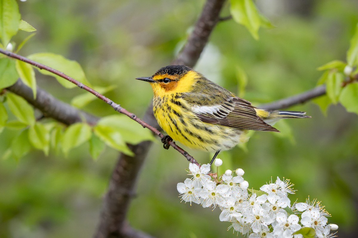 Cape May Warbler - Frédérick Lelièvre