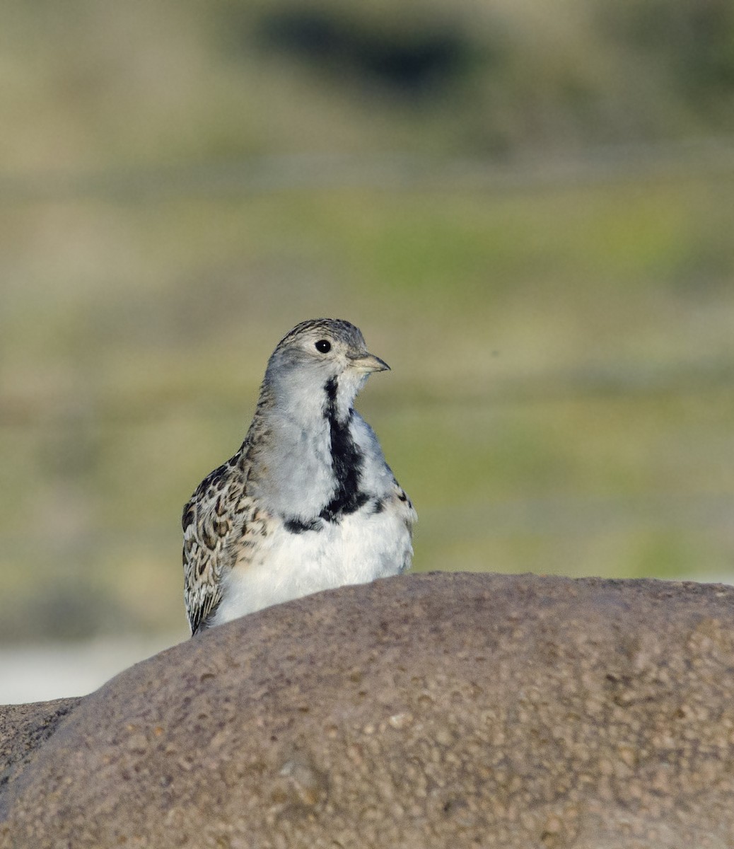 dvergrypesnipe - ML45956001