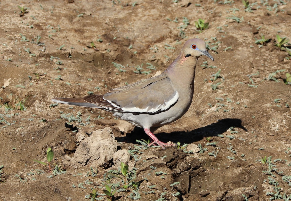 White-winged Dove - ML459560821