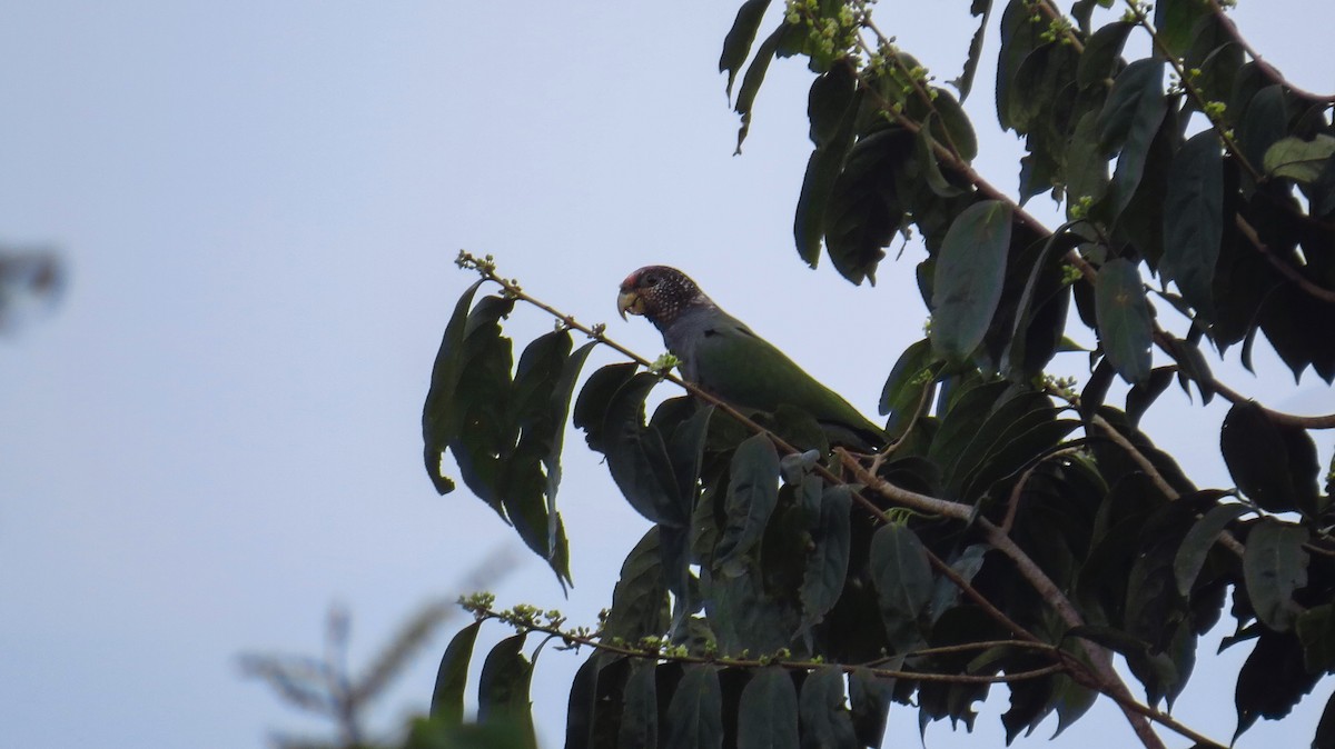 Speckle-faced Parrot - ML45956291