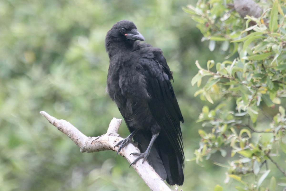 American Crow - ML459563181