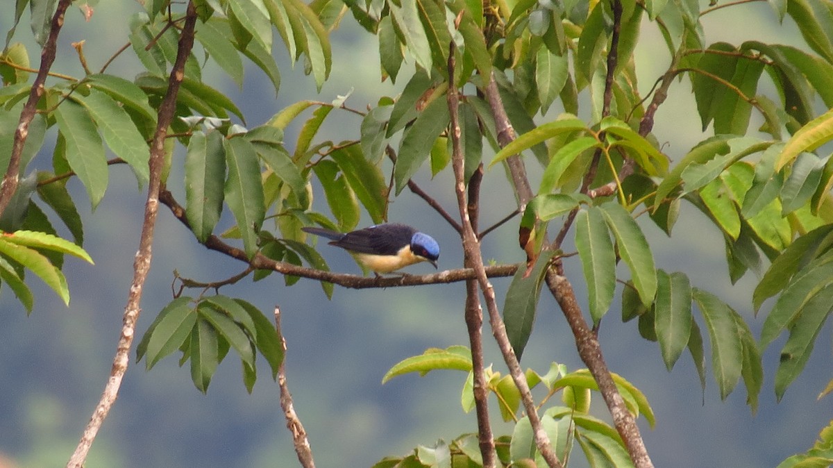 Fawn-breasted Tanager - Jorge Muñoz García   CAQUETA BIRDING