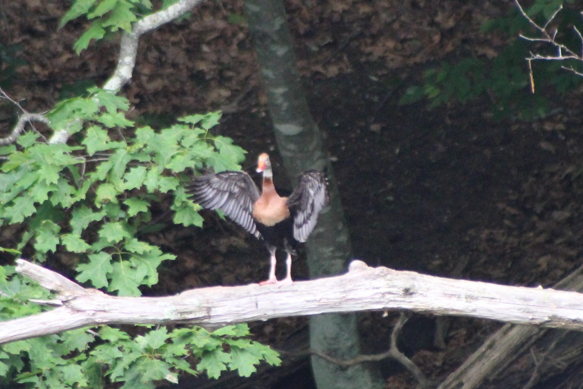 Black-bellied Whistling-Duck - ML459563941