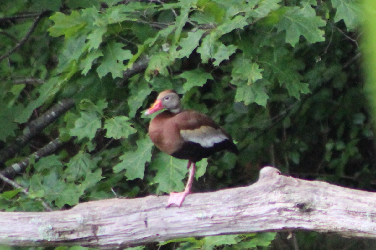 Black-bellied Whistling-Duck - ML459564011