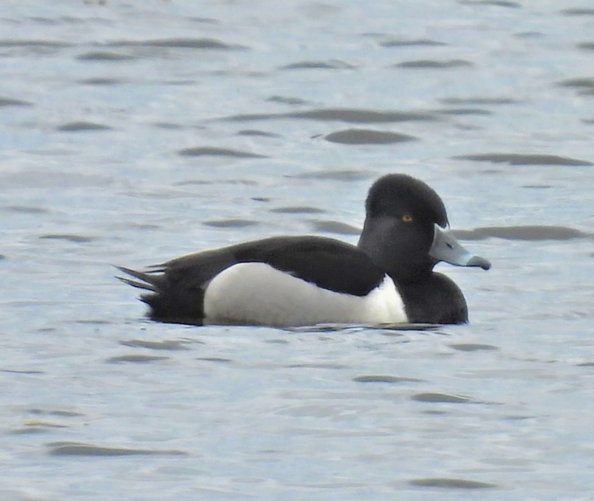 Ring-necked Duck - ML459565051