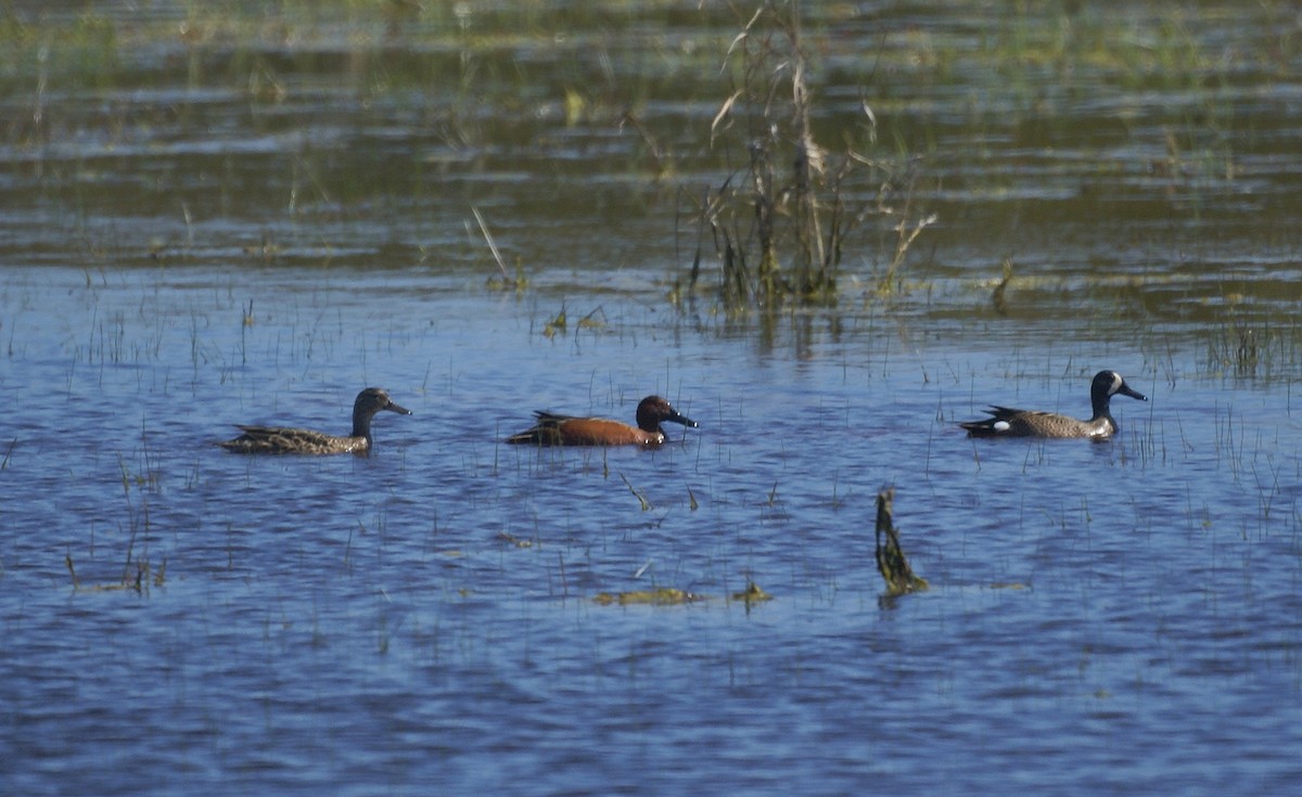 Cinnamon Teal - ML459565801