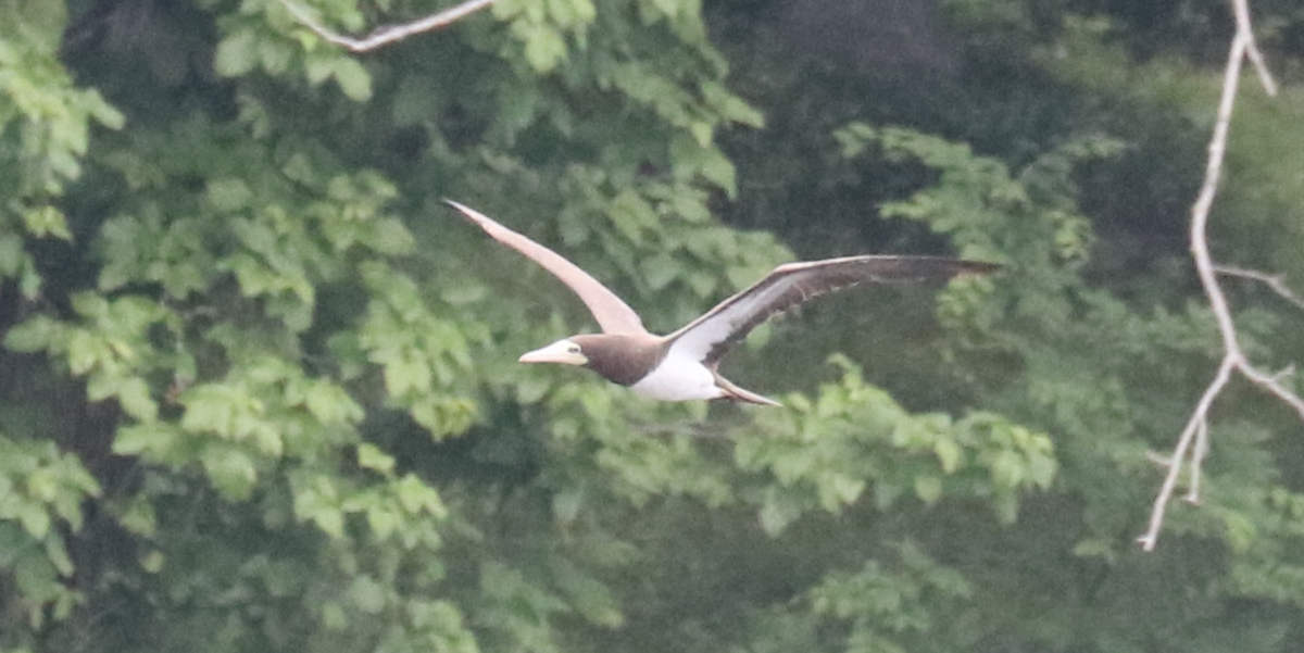 Brown Booby - ML459566001