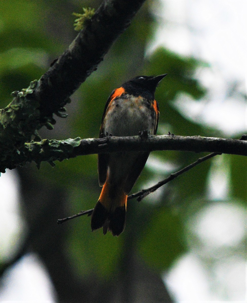 American Redstart - ML459566601