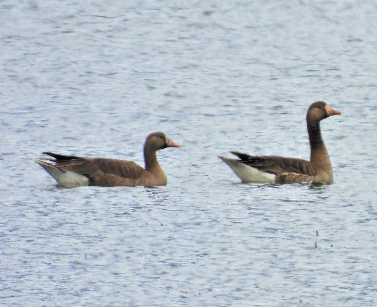 Greater White-fronted Goose - ML459567331