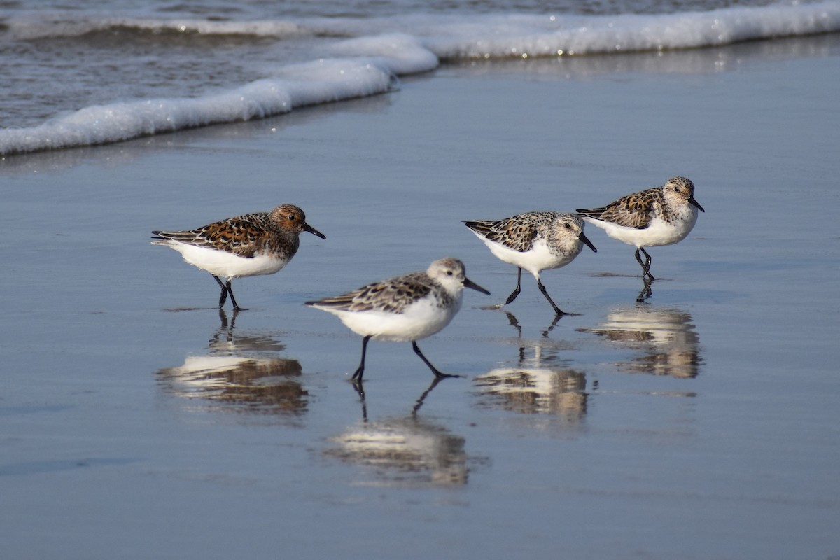 Bécasseau sanderling - ML459568291