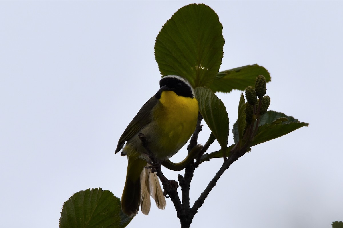 Common Yellowthroat - ML459569351